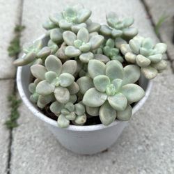 Graptopetalum Ellen Succulent Plant 6” Pot
