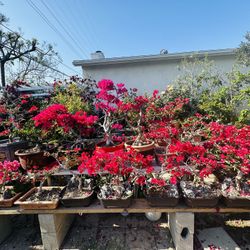 Bonsai Bougainvillea 