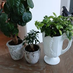 3 Gorgeous House Plants In Great Pots. Mature Bonzai & Gardenia Plant
