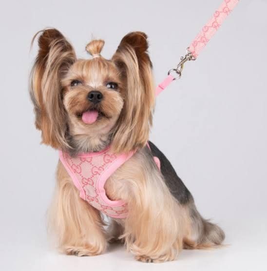 Designer Dog Harnesses