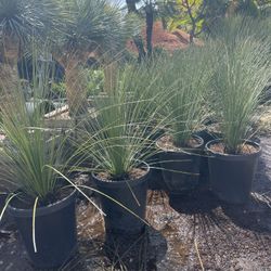 Palm Sale