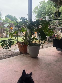 Monstera Deliciosa