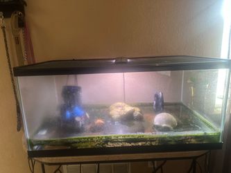XX LARGE REPTILE OR FISH TA