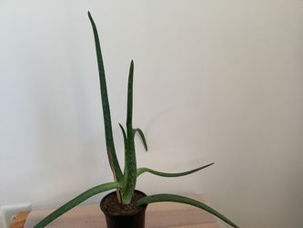 Aloe Vera – Full & Healthy