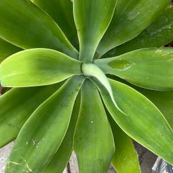 Agave attenuata, commonly known as the foxtail agave, $35