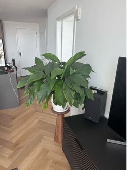 Peace Lily Plant with Planter