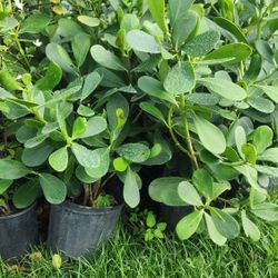 Beautiful Clusias Plants For Privacy!!! 3 Feet Tall!!! Best Quality And Price!!!