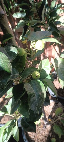 Fruit trees.