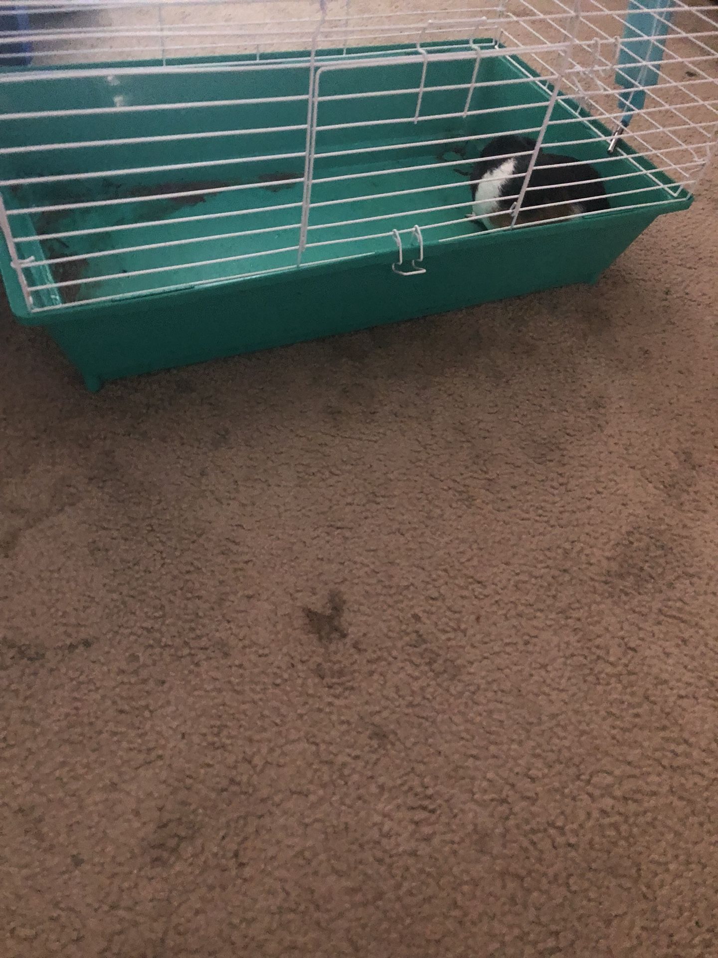 Can’t have my pet anymore looking for someone to love him