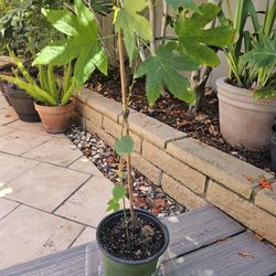 Orange Tiger Abutilon Plant, Chinese Lantern Plant, Gallon Pot