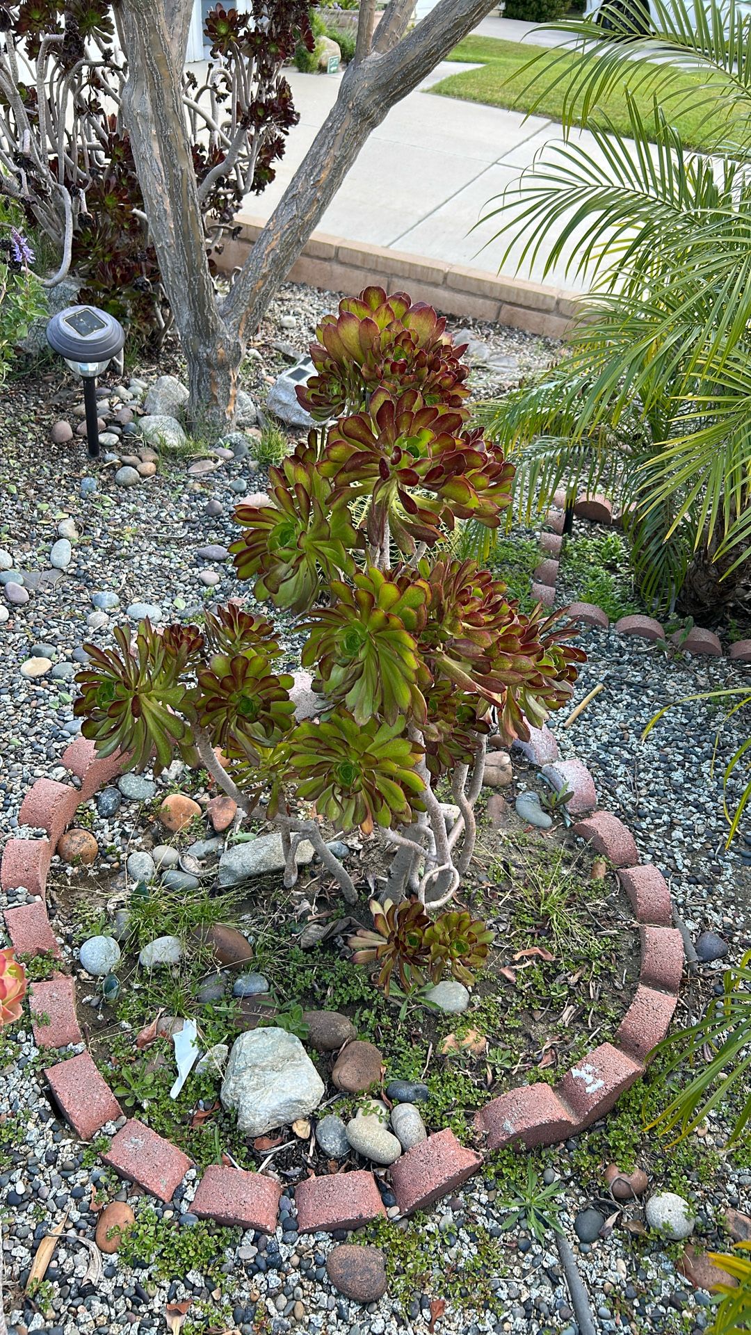 SUCCULENT!!!….HEALTHY ….34” HEIGHT