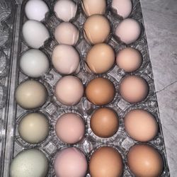 Fresh Backyard Chicken Eggs