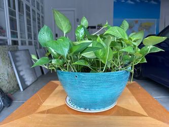 Pothos Plant in Teal plasticPot