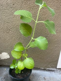 Organic oregano