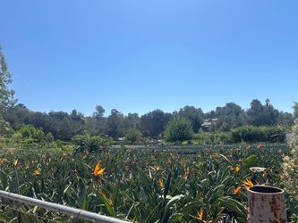 Bird Paradise
