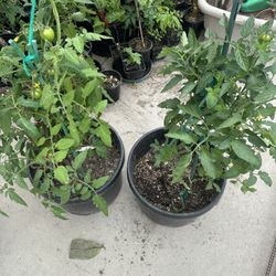 Healthy Red Tomato Plants In Big Pot