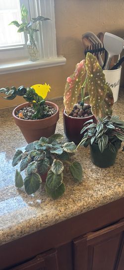 Plant bundle - all for 25
