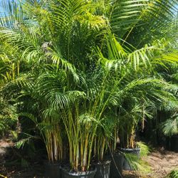 Spectacular Arecas Palms For Inmediate Privacy!!! About 9 Feet Tall Measurements Over The Pot!!! Fertilized 