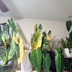 Variegated Billietae Please Read Description 