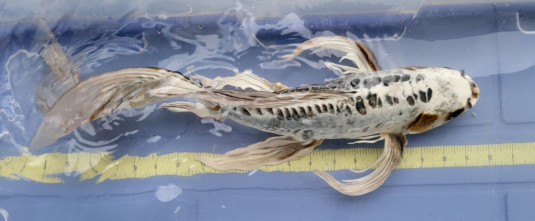 Koi Fish