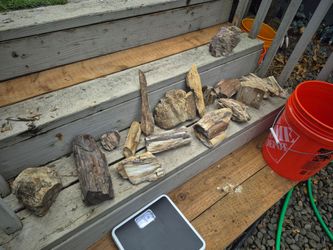 PETRIFIED WOOD