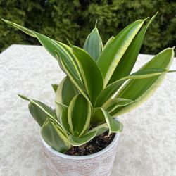 Sansevieria House Plant