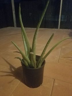 Aloe vera plant / Sabila for Sale in Fort Worth, TX - OfferUp