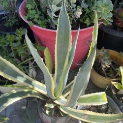 BEAUTIFUL AGAVE PLANT 