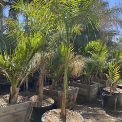 Palm Trees
