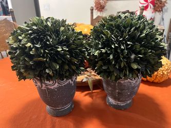 Boxwood Topiaries- (2)