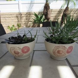 Pair Of Print Garden Pots With Succulents