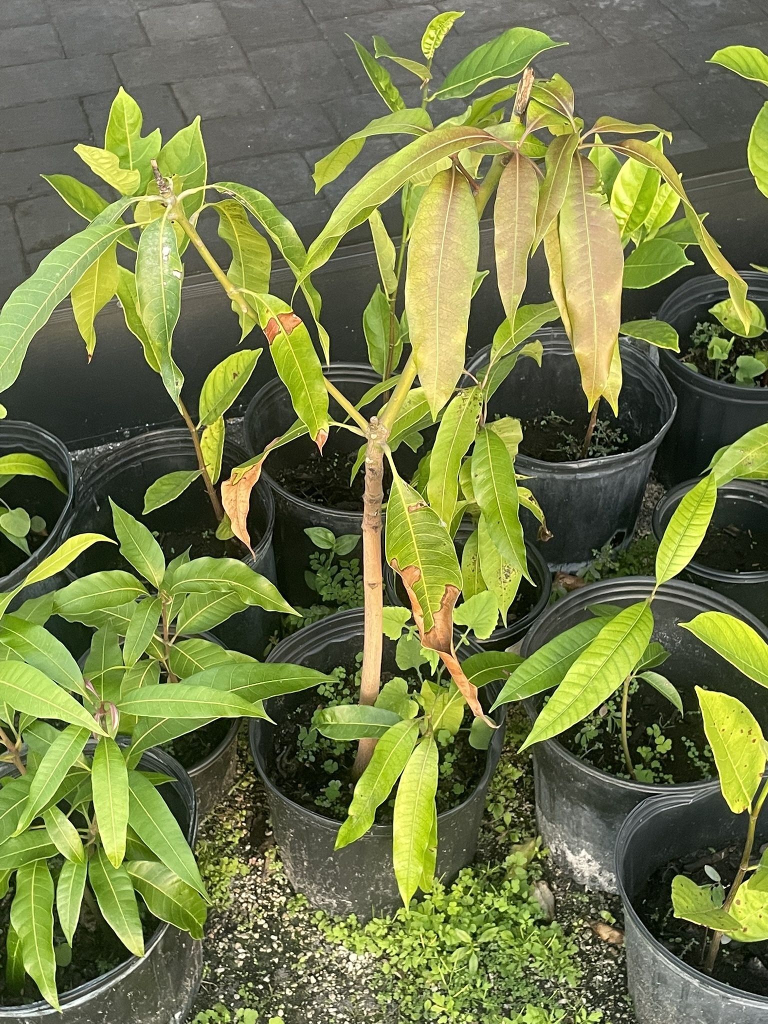 Plants Avocado Mango Jackfruit $20