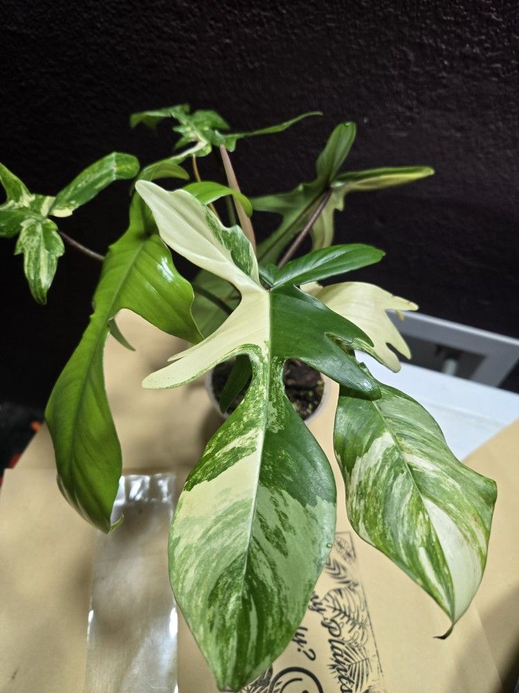Philodendron Florida Beauty