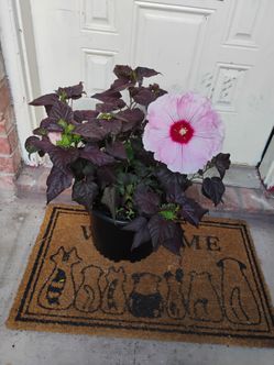 Hibiscus 🌺 dark mystery plant