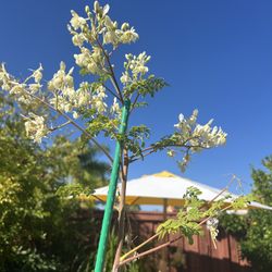  6 Ft Tall Moringa Olifera Tree .. Growing 100% Organic …$80.00 Firm (Please Read Description)