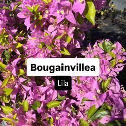 💜 Plant: Bougainvillea Lila (Bush & Standard) 