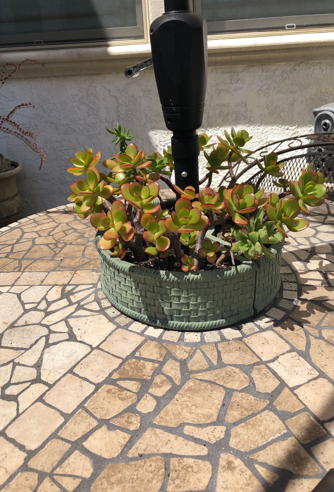 Patio table planter with succulents