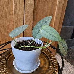 Cebu Blue (White Pot-B)