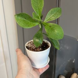 Houseplant 