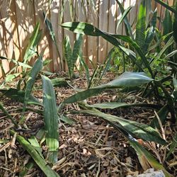 Snake Plants