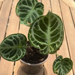 Anthurium Doriyaki houseplant
