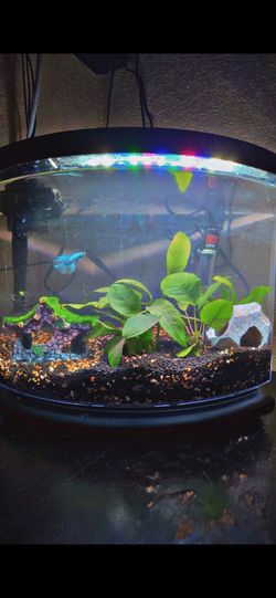 Reptile & Fish Supplies