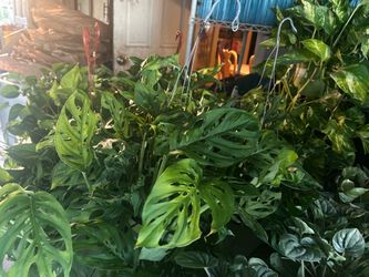 Indoor plants