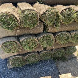 premium sod  