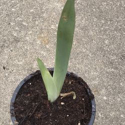 1 Live Iris Flower Plant in pot - Mystery Color