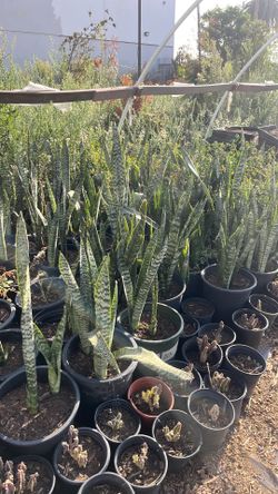 Snake plants