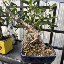 Bonsai Mangle Botón