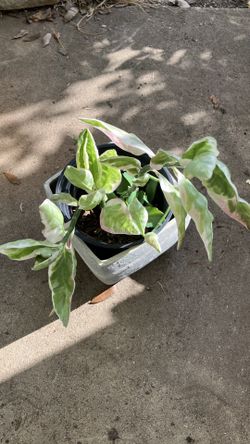 Slipper flower with mother of thousands