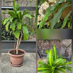 Corn Plant / Dracaena Fragrans 2.5 Feet Tall