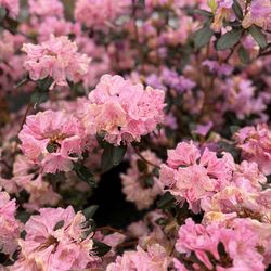 Bubblegum Rhododendrons